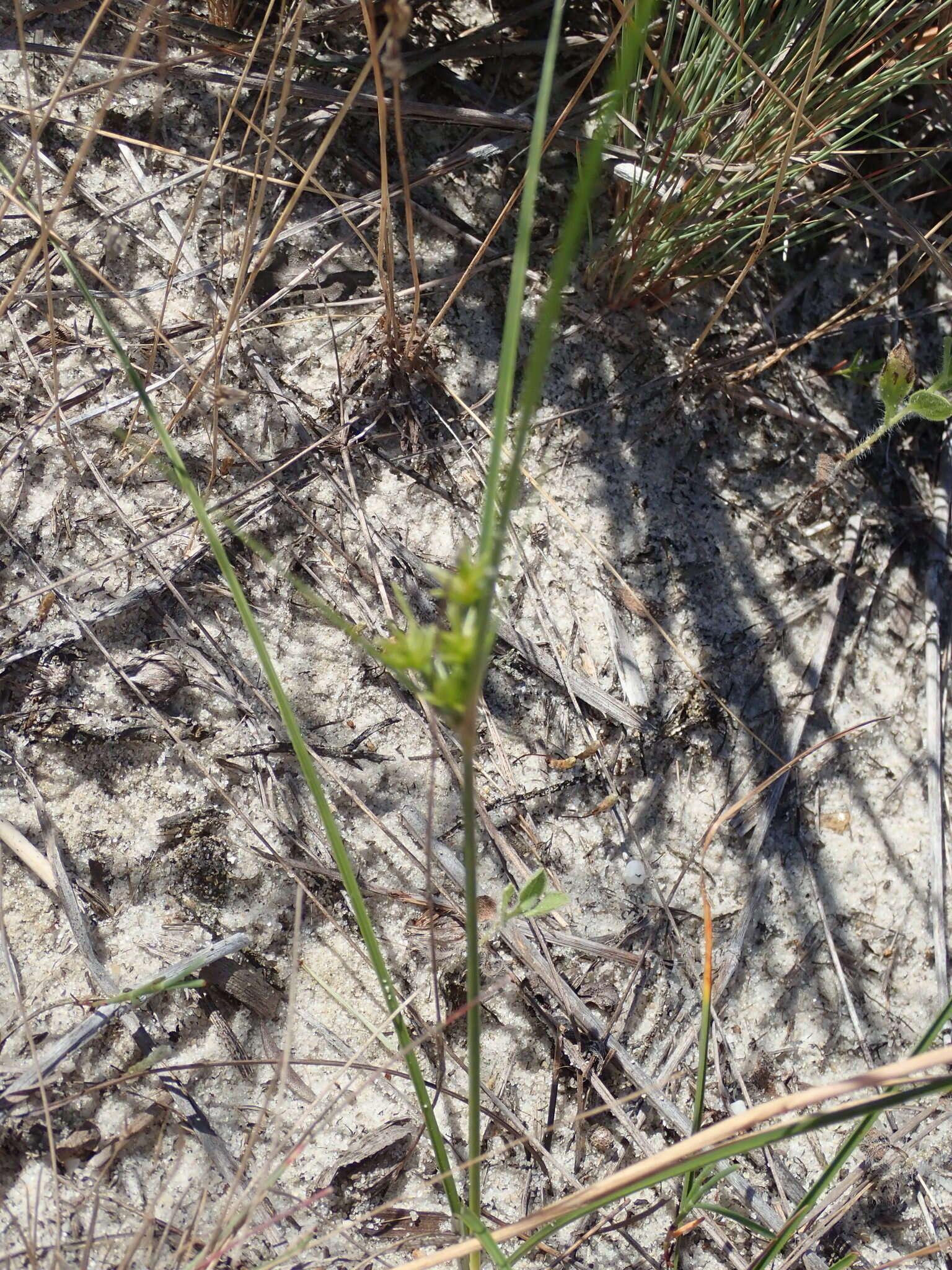 Image de Cyperus grayi Torr.