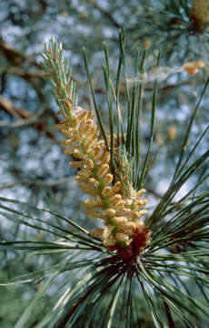 Image of Scotch Pine