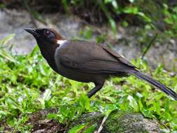 Image of White-necked Laughingthrush