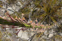 Image of Struthiola garciana C. H. Wright