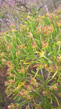 Plantago arborescens Poir. resmi