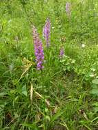 Image of fragrant orchid