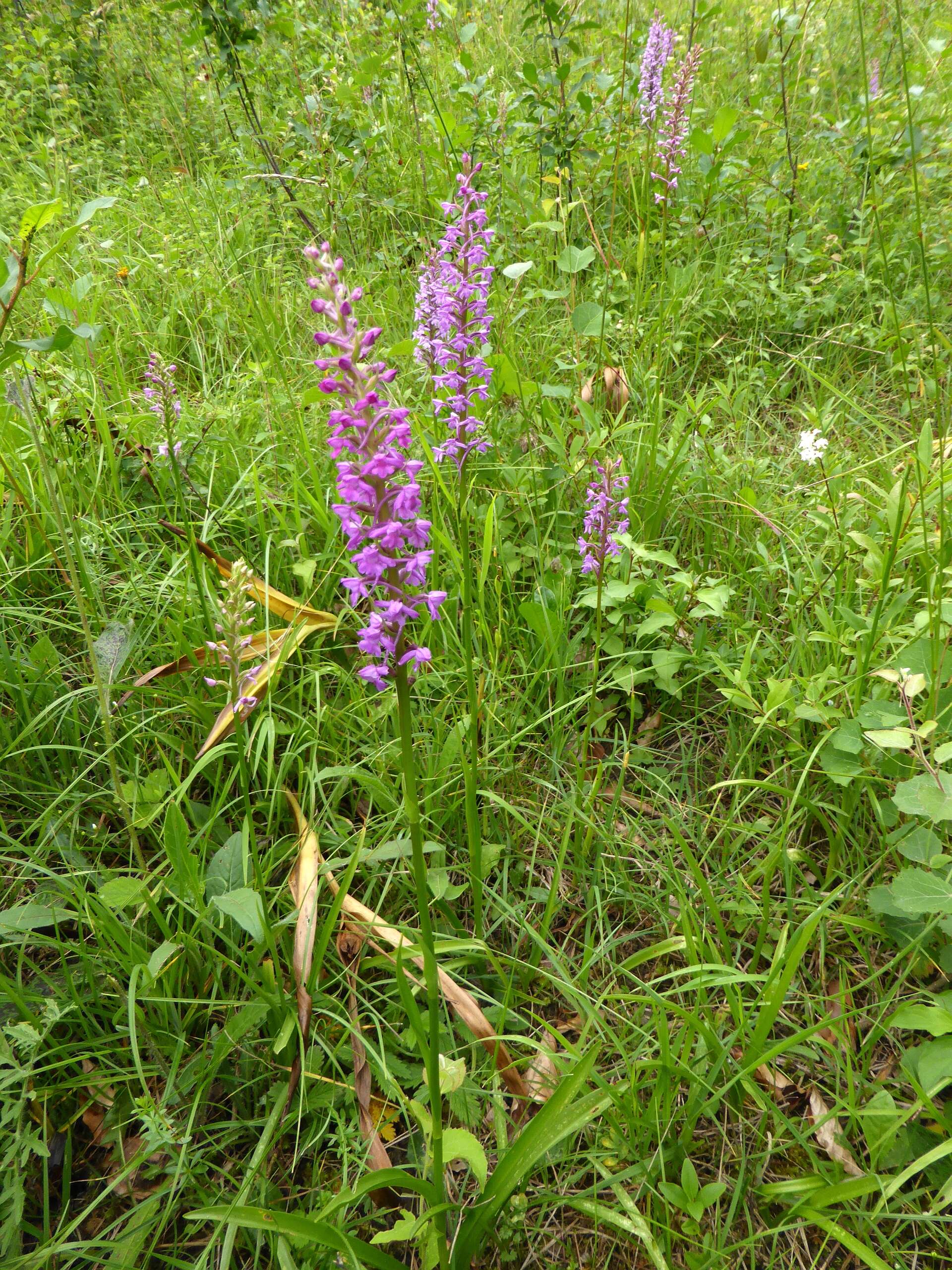 Image of fragrant orchid