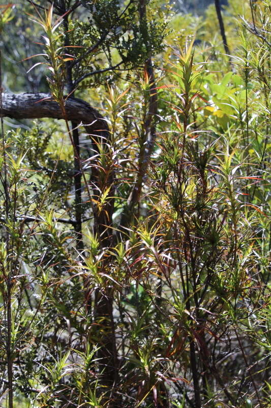 Image de Dracophyllum sinclairii Cheeseman