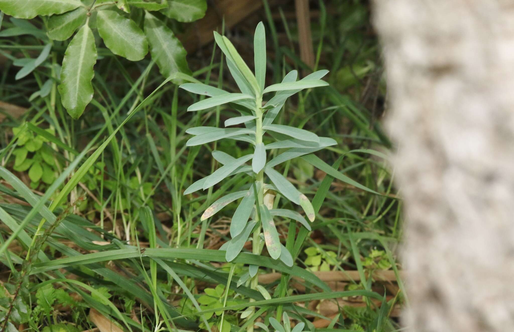 Image of Waiuatua