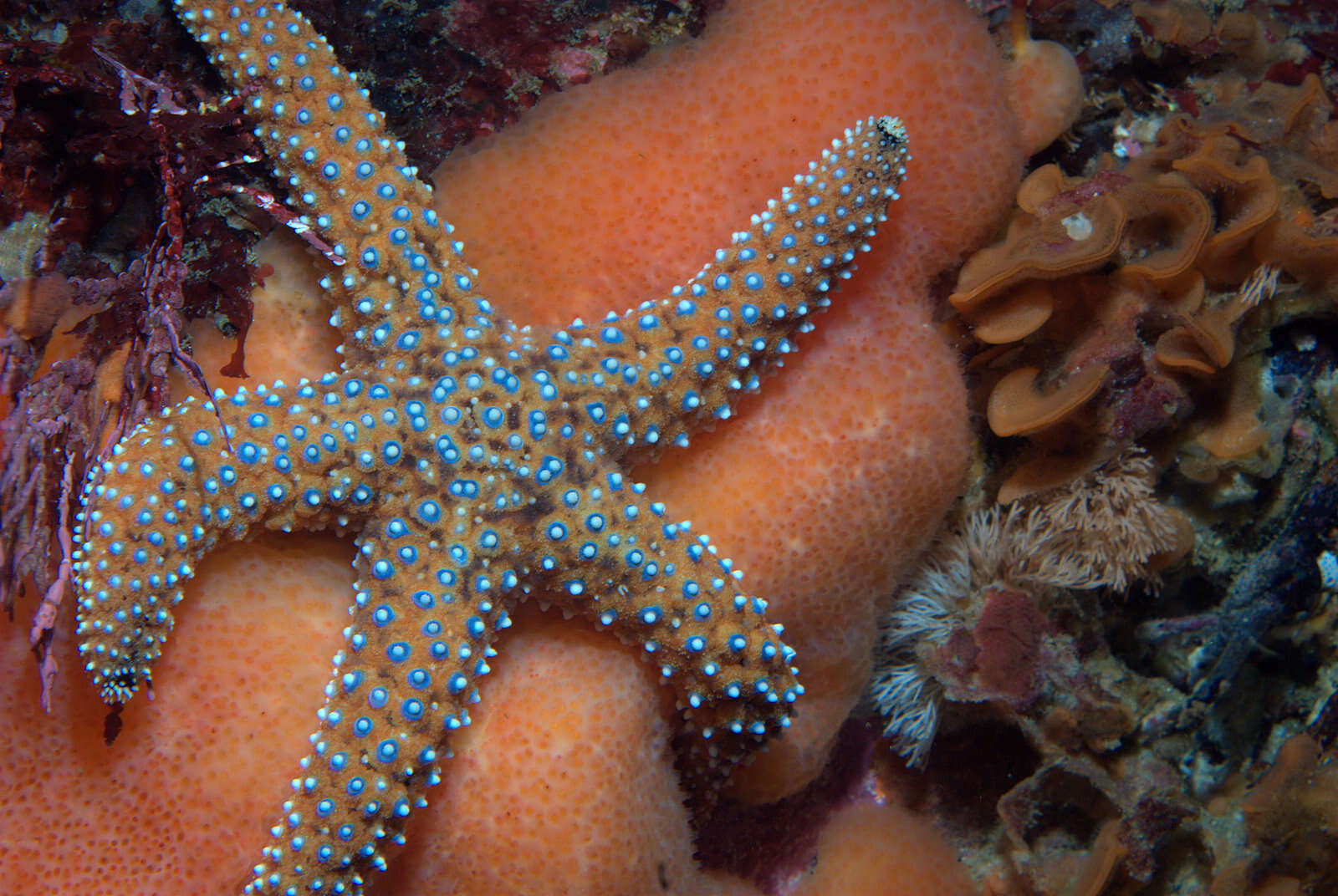 Imagem de Pisaster giganteus (Stimpson 1857)