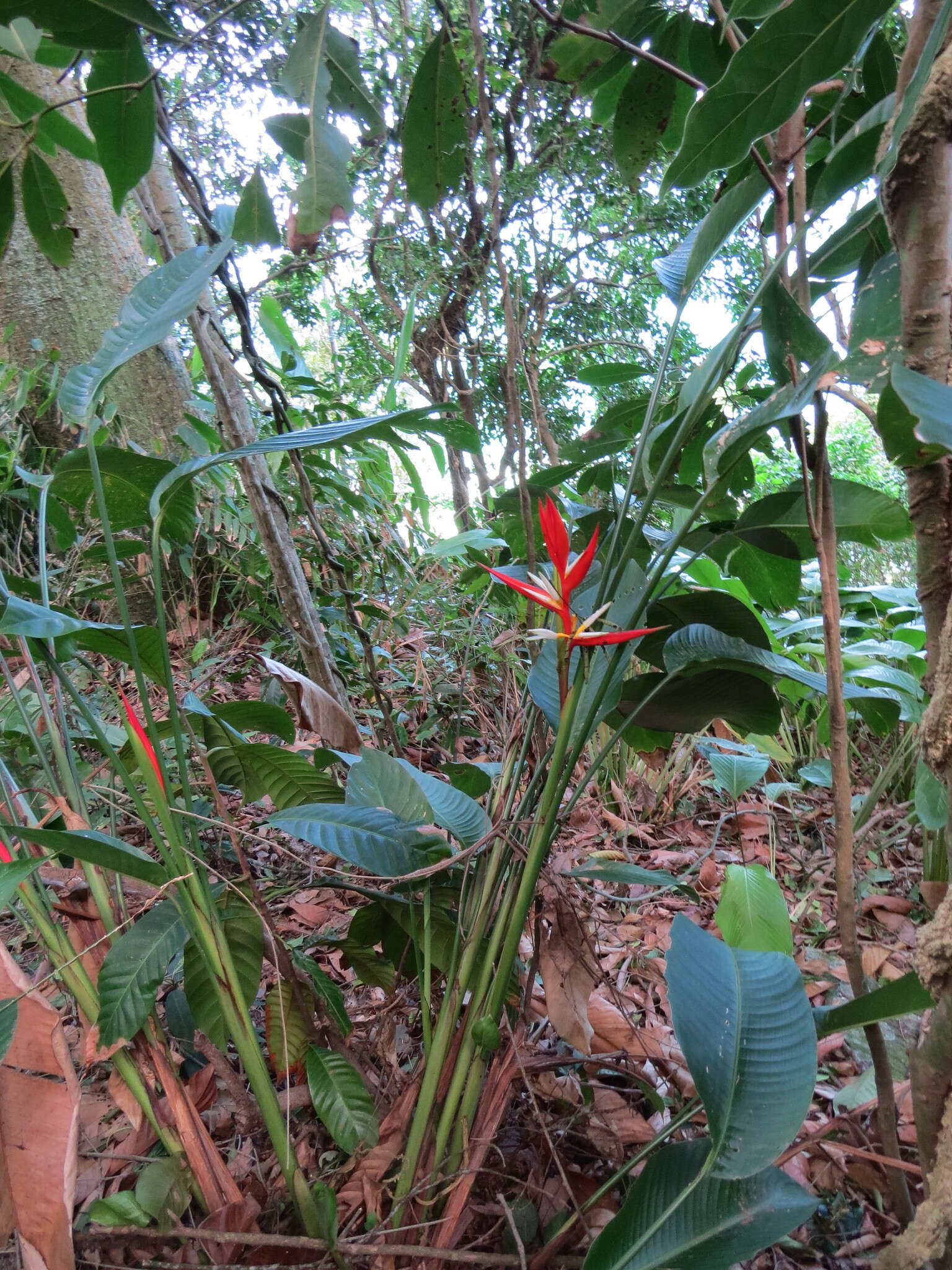 Image of Heliconia angusta Vell.