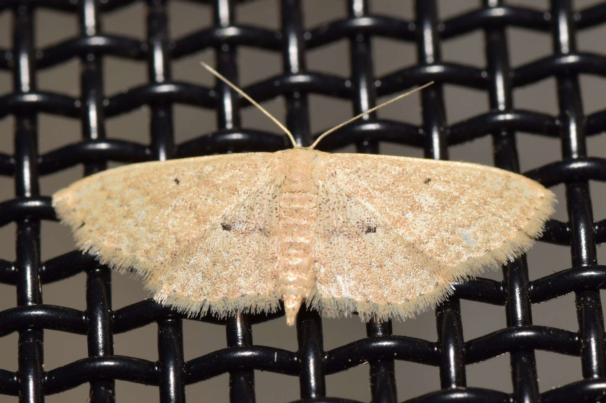 Image of Scopula hypochra Meyrick 1888