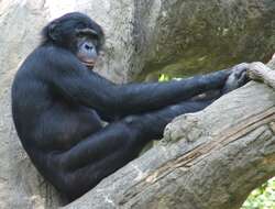 Image of Bonobo