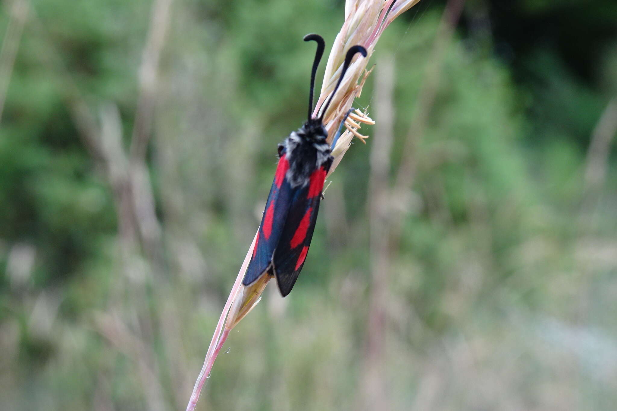 Image of Zygaena sarpedon Hübner 1790