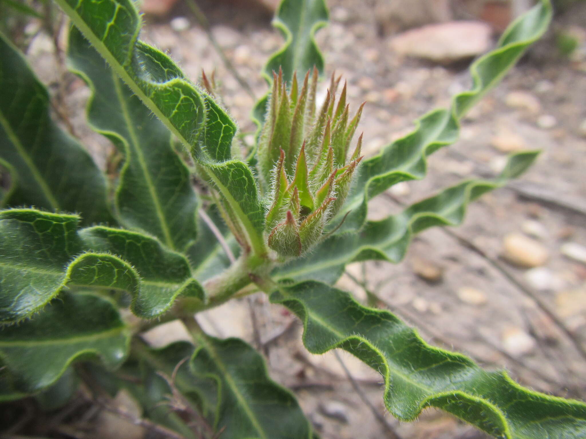 Image of Pachycarpus dealbatus E. Mey.