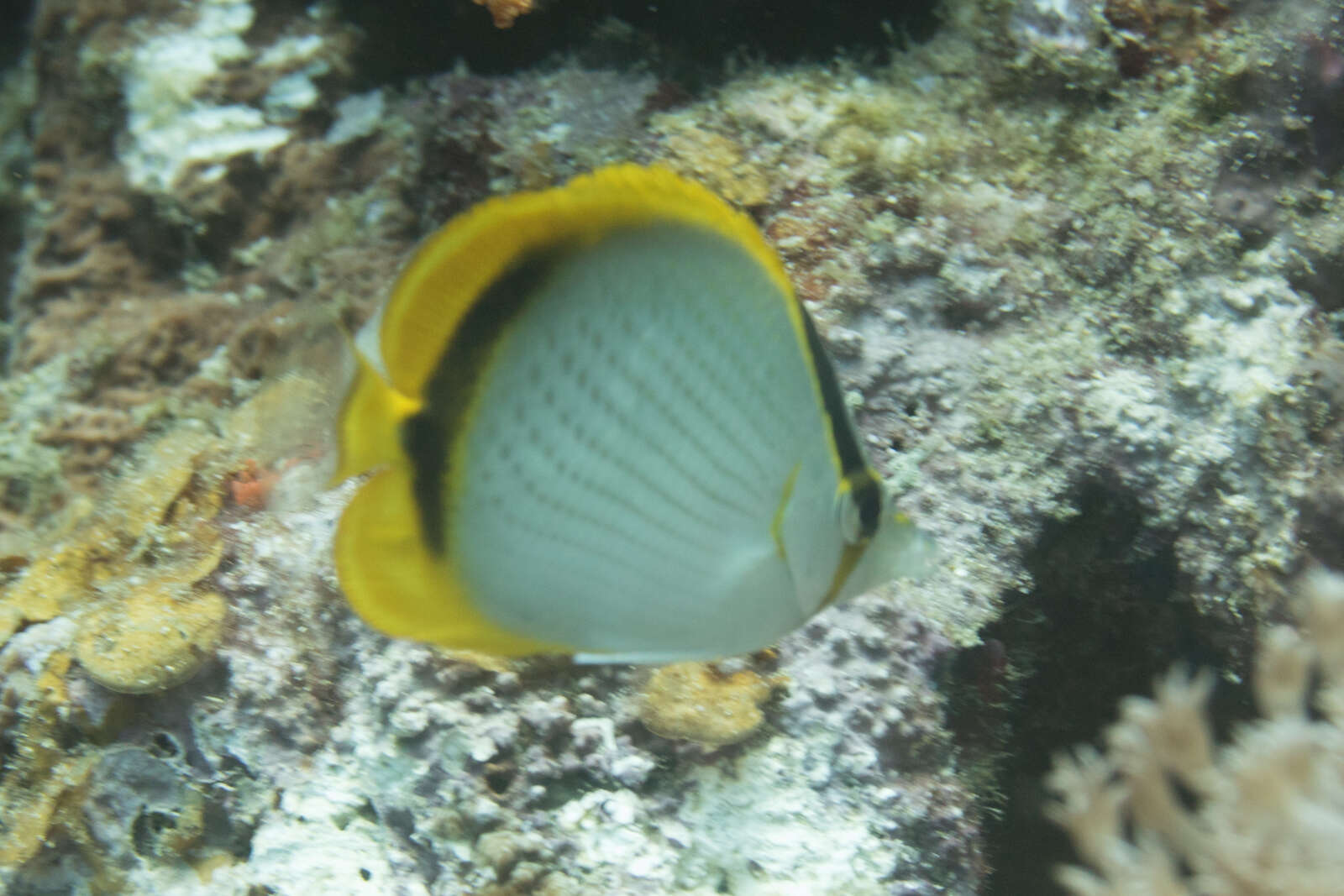 Image of Yellow-dotted butterflyfish