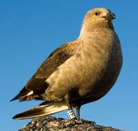 Image of South Polar Skua