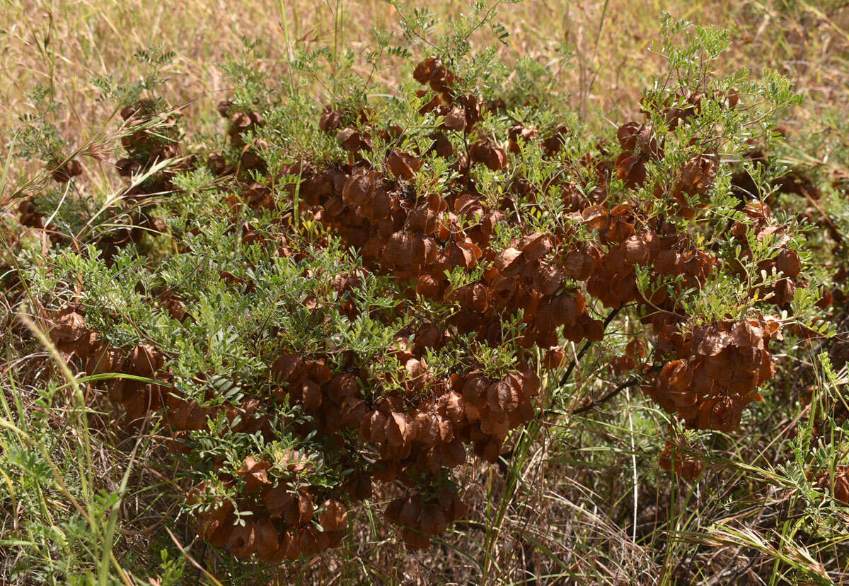 Image de Dodonaea physocarpa F. Müll.