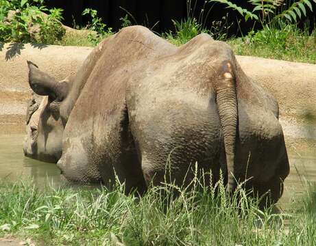 Image of Black Rhinoceros