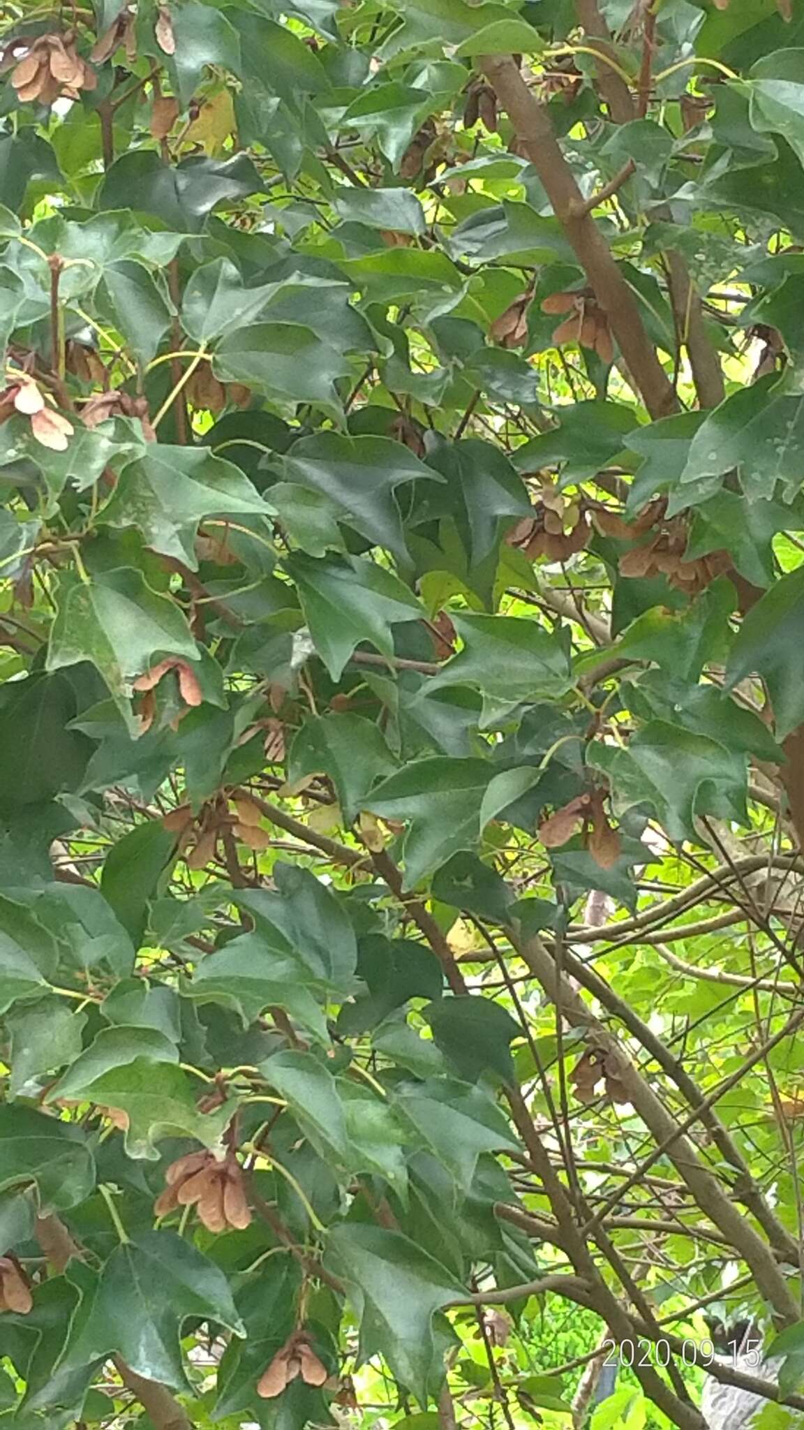Image of Acer buergerianum var. formosanum (Hayata) Sasaki
