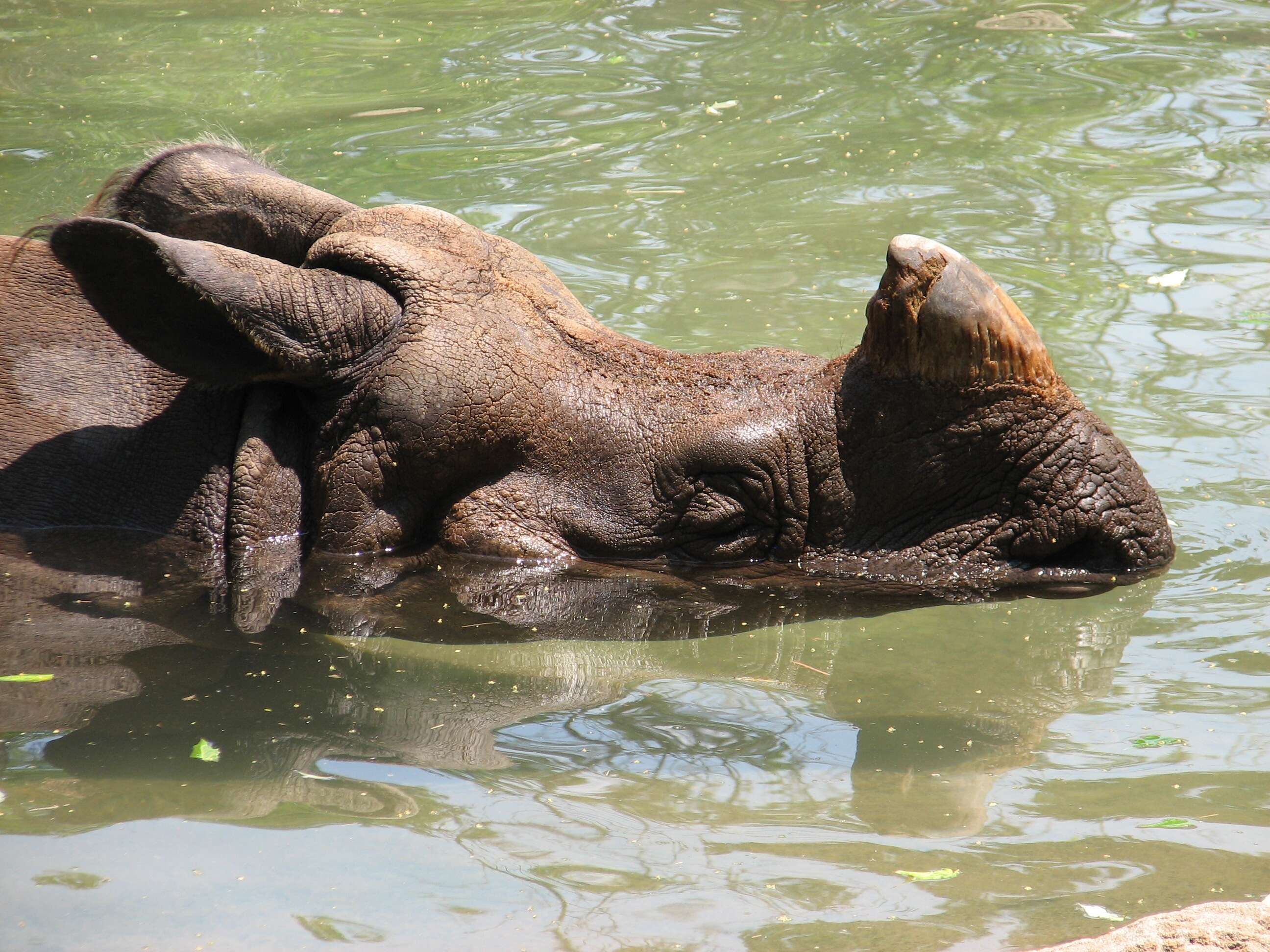 Image of Indian Rhinoceros