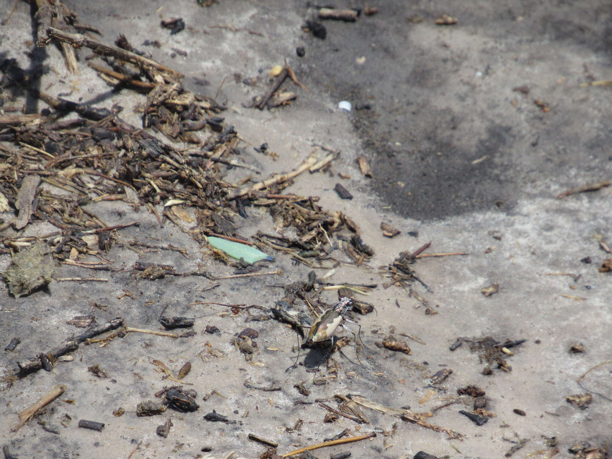 Image of White-cloaked Tiger Beetle