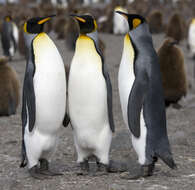 Image of King Penguin