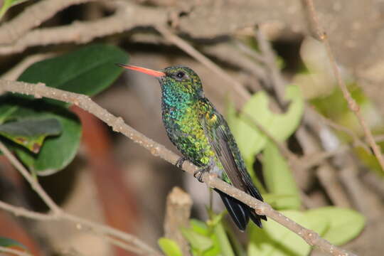 Image of Glittering-bellied Emerald