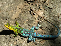 Image of Thin Tree Iguana