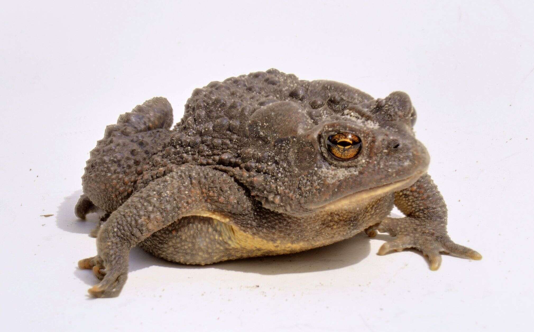 Image de Anaxyrus americanus (Holbrook 1836)