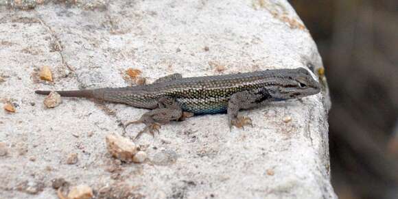 Image of Eastern Fence Lizard