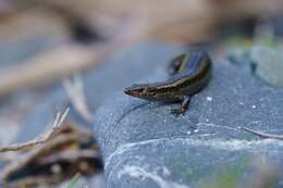 Image of Shore skink