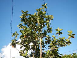 Image de Arbre à pain