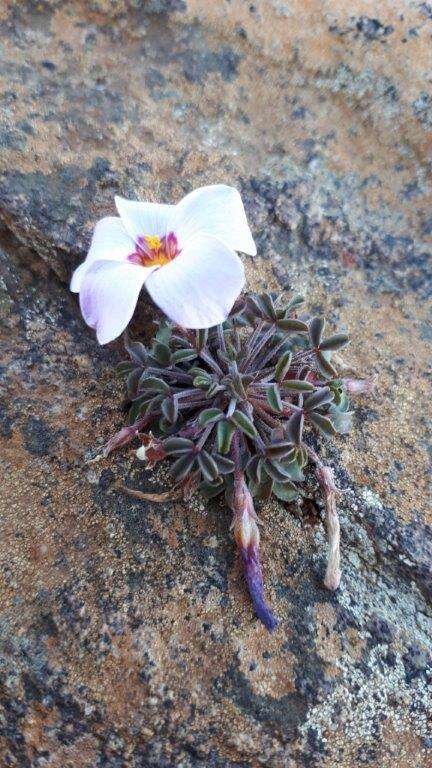 Image of Oxalis callosa Knuth