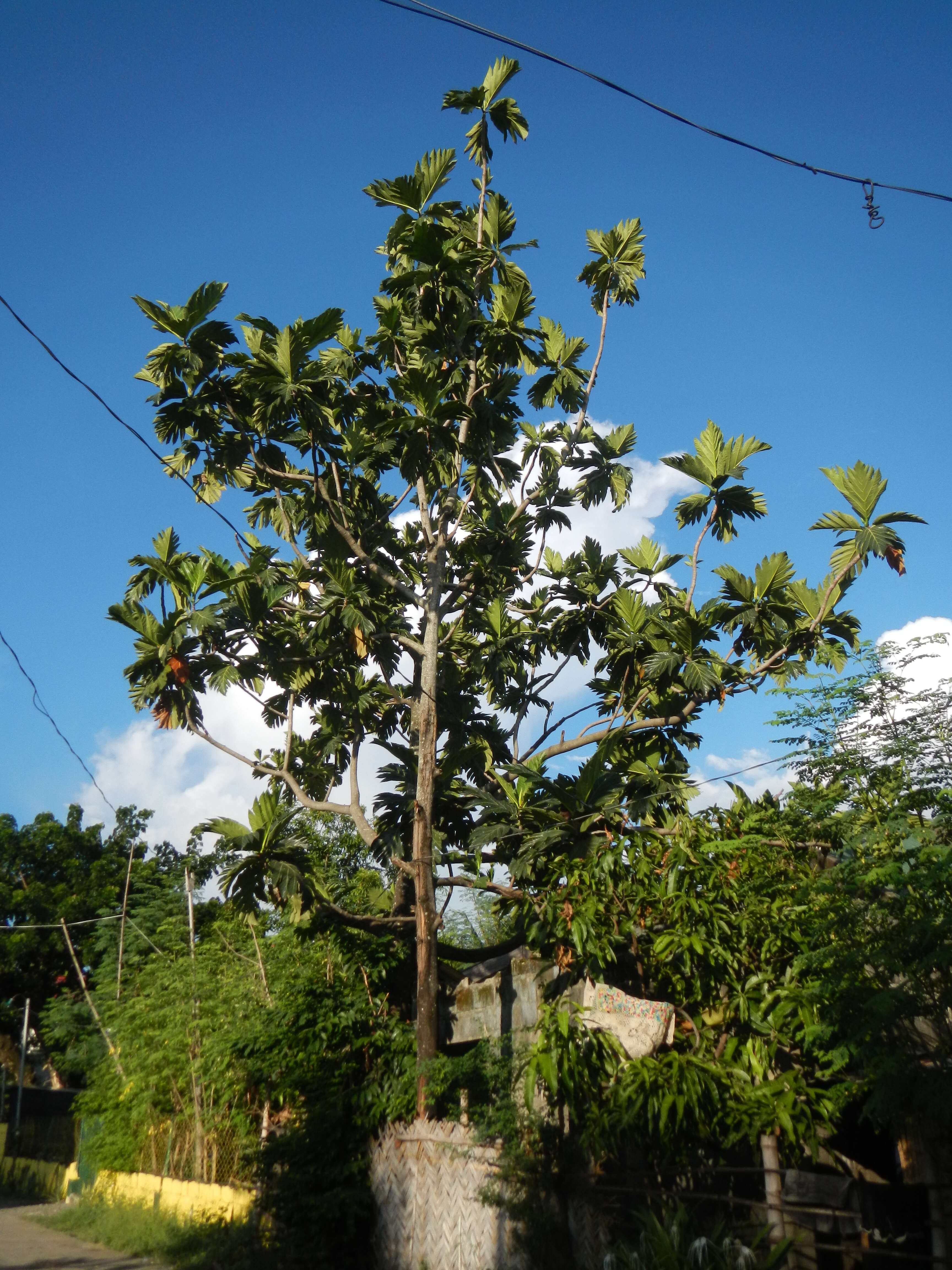 Image de Arbre à pain