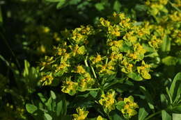 Image of Euphorbia eugeniae Prokh.