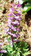 Plancia ëd Corydalis solida subsp. incisa Lidén