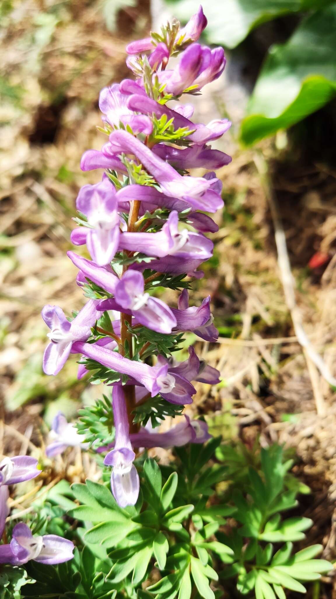 Plancia ëd Corydalis solida subsp. incisa Lidén