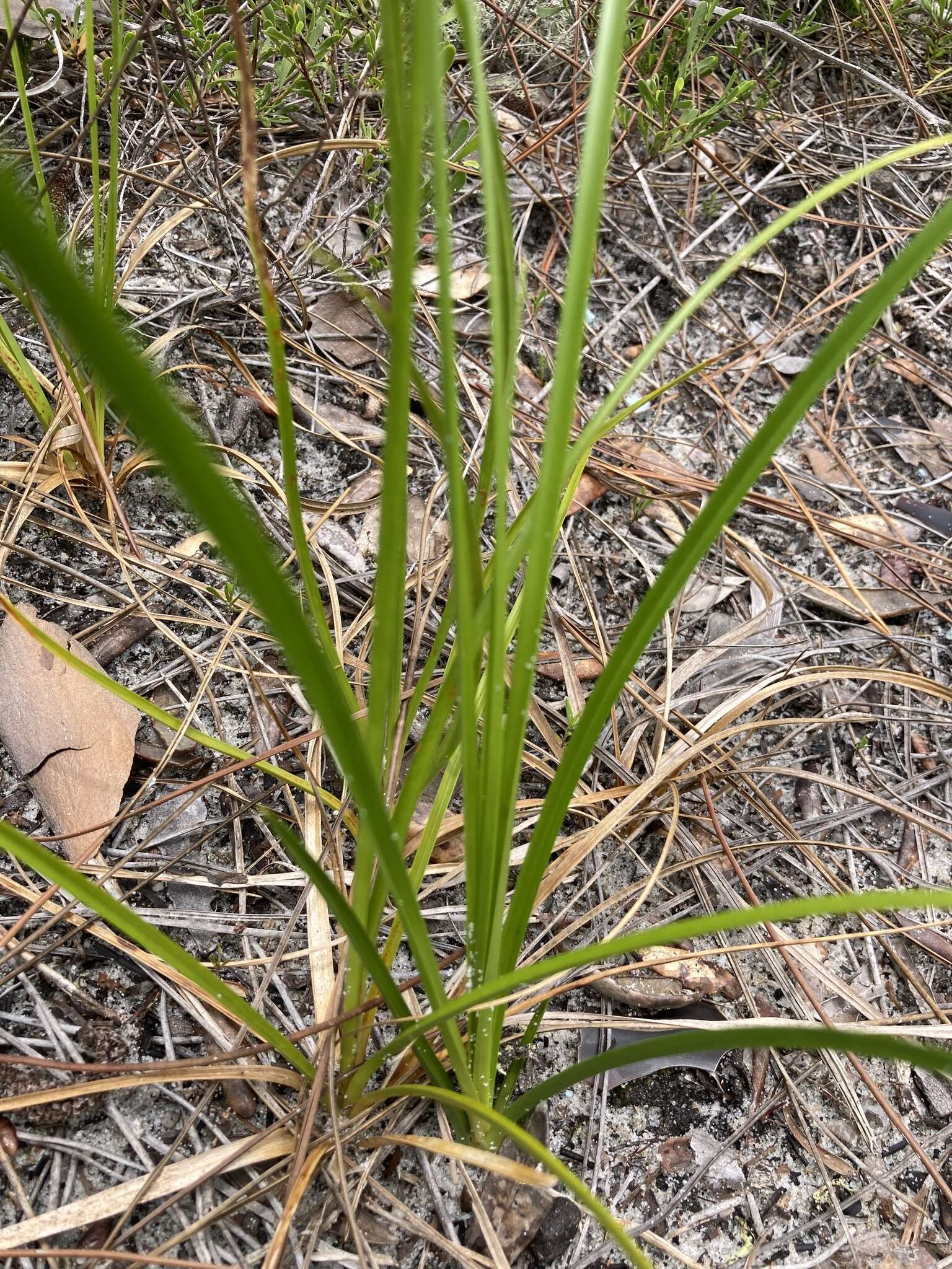 Image of Le Conte's Flat Sedge