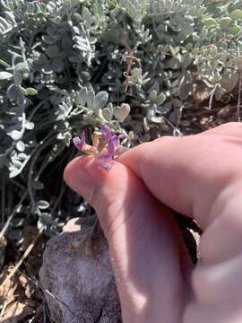 Image of Torrey's milkvetch