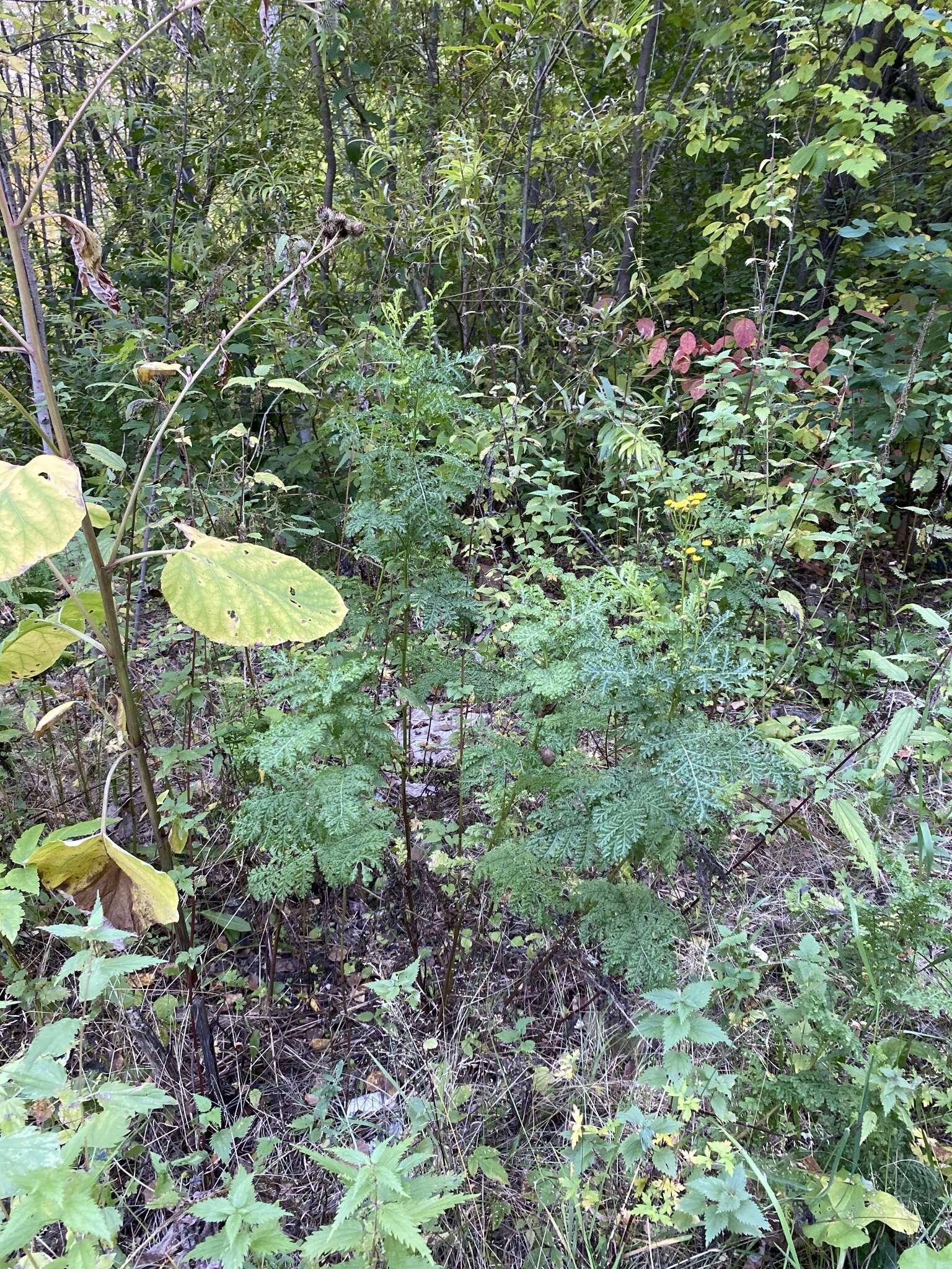 Plancia ëd Tanacetum vulgare subsp. vulgare