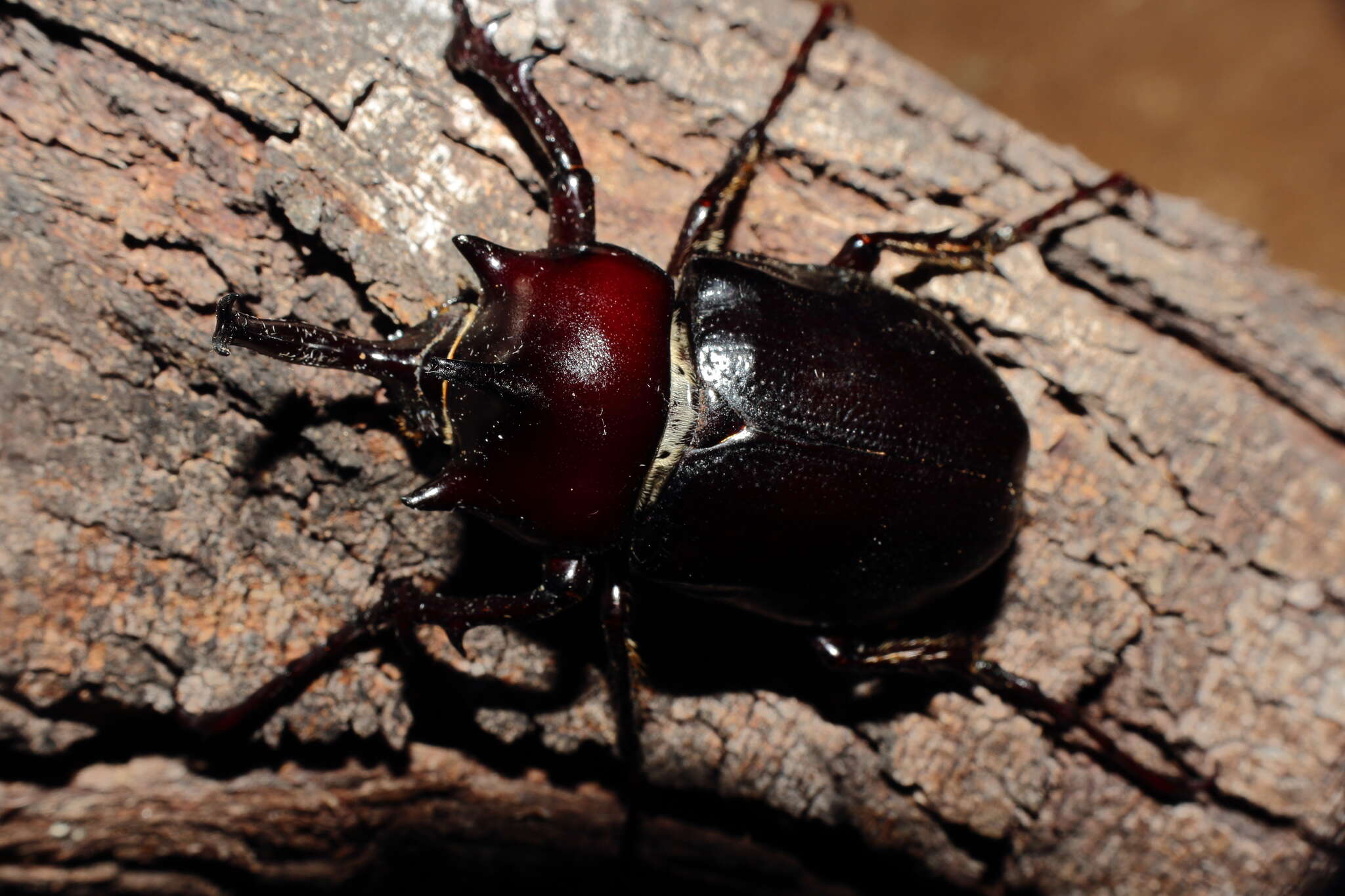 Megasoma pachecoi Cartwright 1963 resmi