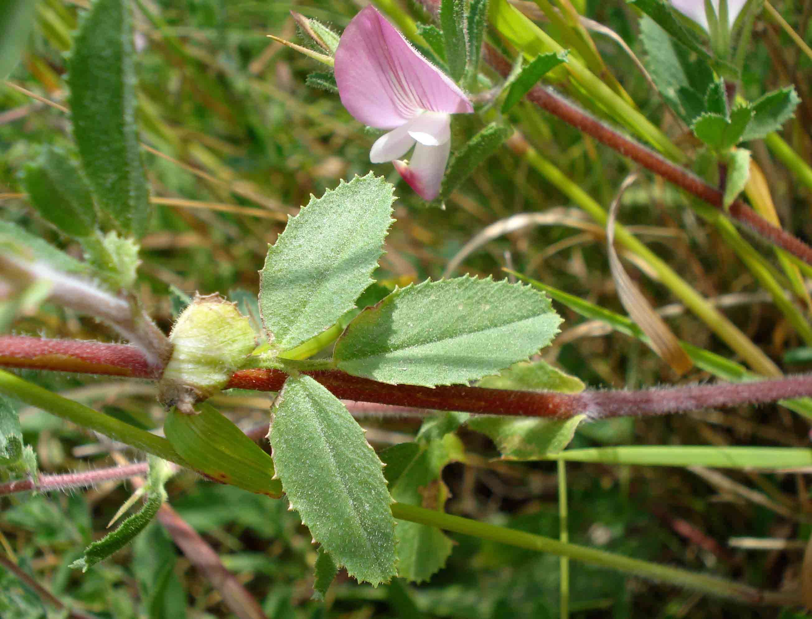 Ononis spinosa subsp. procurrens (Wallr.) Briq.的圖片