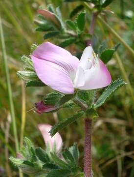 Plancia ëd Ononis spinosa subsp. procurrens (Wallr.) Briq.