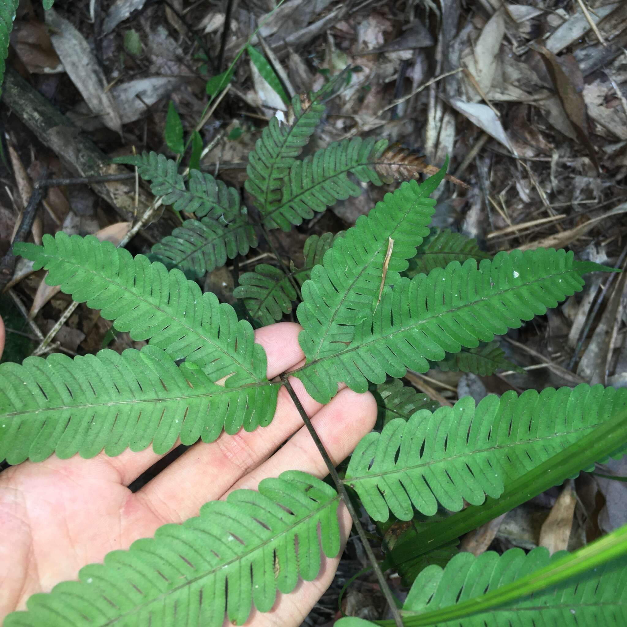 Sivun Pteris arisanensis Tag. kuva