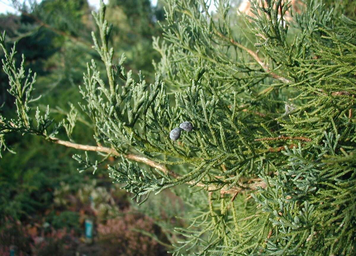 Imagem de Juniperus virginiana L.