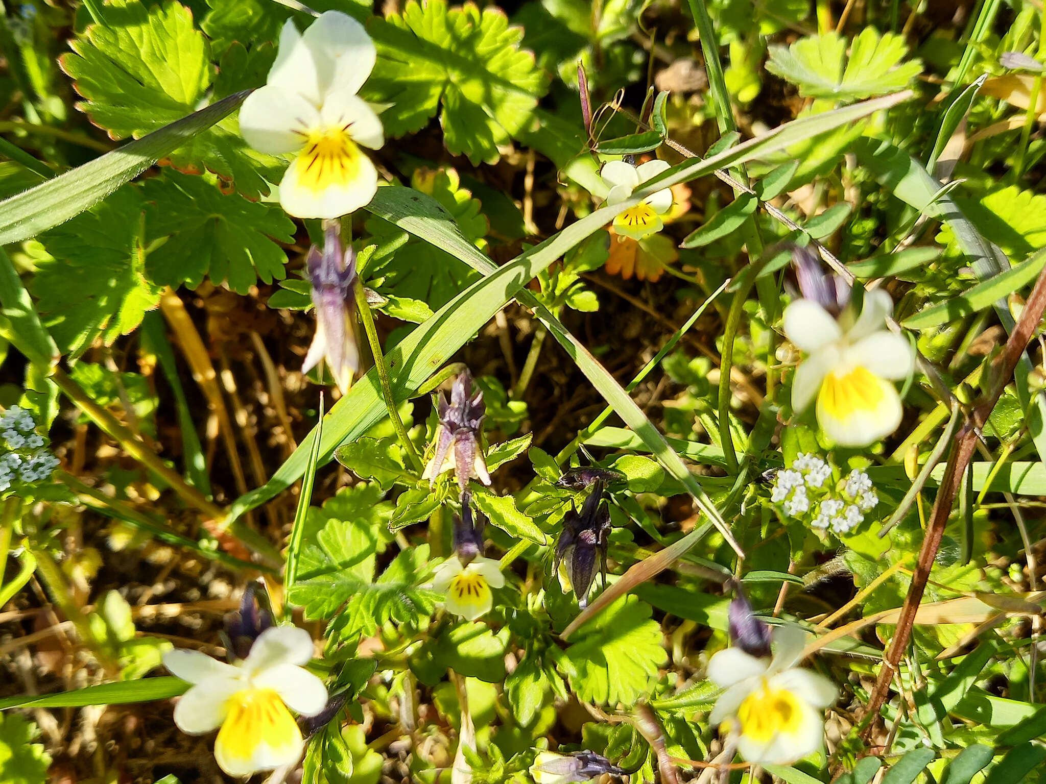 Viola arvensis subsp. arvensis的圖片