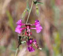 Image of elegant clarkia