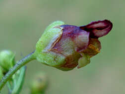 Imagem de Scrophularia umbrosa Dum.