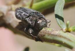 Image of Chrysobothris beyeri Schaeffer 1904