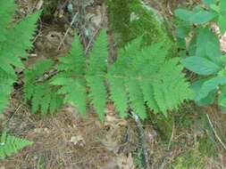 Image of mountain woodfern