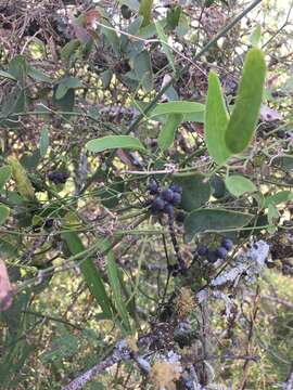 Image of Smilax campestris Griseb.