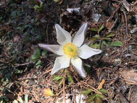 Pulsatilla vernalis (L.) Miller resmi