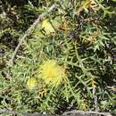 Image of Banksia purdieana (Diels) A. R. Mast & K. R. Thiele